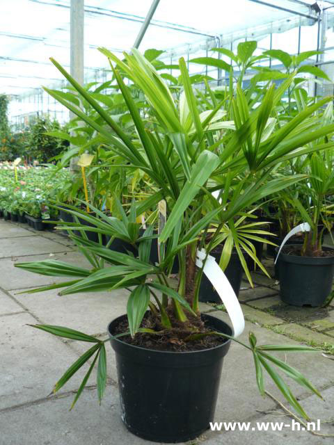Trachycarpus fortunei palm v.a. 9,99 Trachycarpus fortunei palm v.a. 9,99